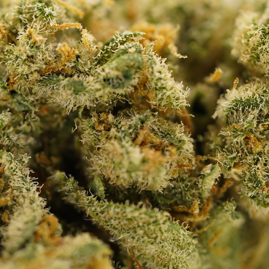 Purple Punch CBD 24%