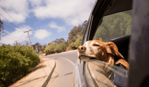 Soulager le stress des animaux en voiture grâce au CBD