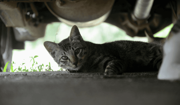 chat stressé en voiture, le CBD peut-il aider ?