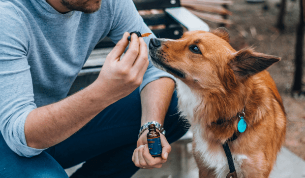 effets du cbd sur le chien