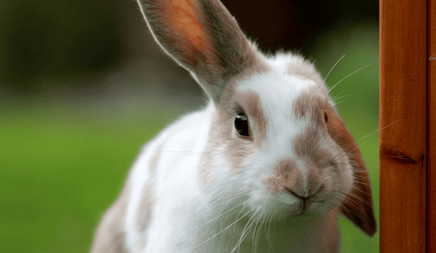est-ce qu'un lapin peut consommer du CBD ?