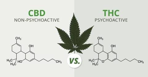 CBD vs THC