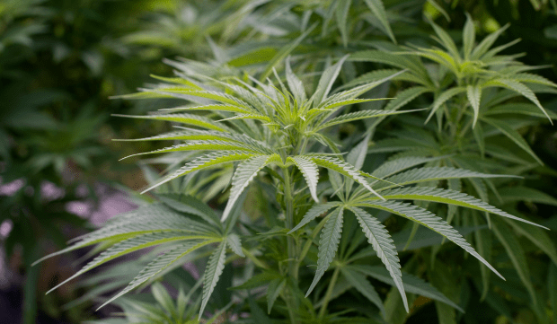 comment décarboxyler des fleurs de cbd