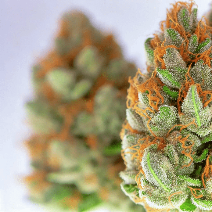 Dosage d'une fleur de CBD