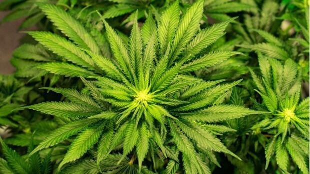 Qu'est-ce que le taux de CBD