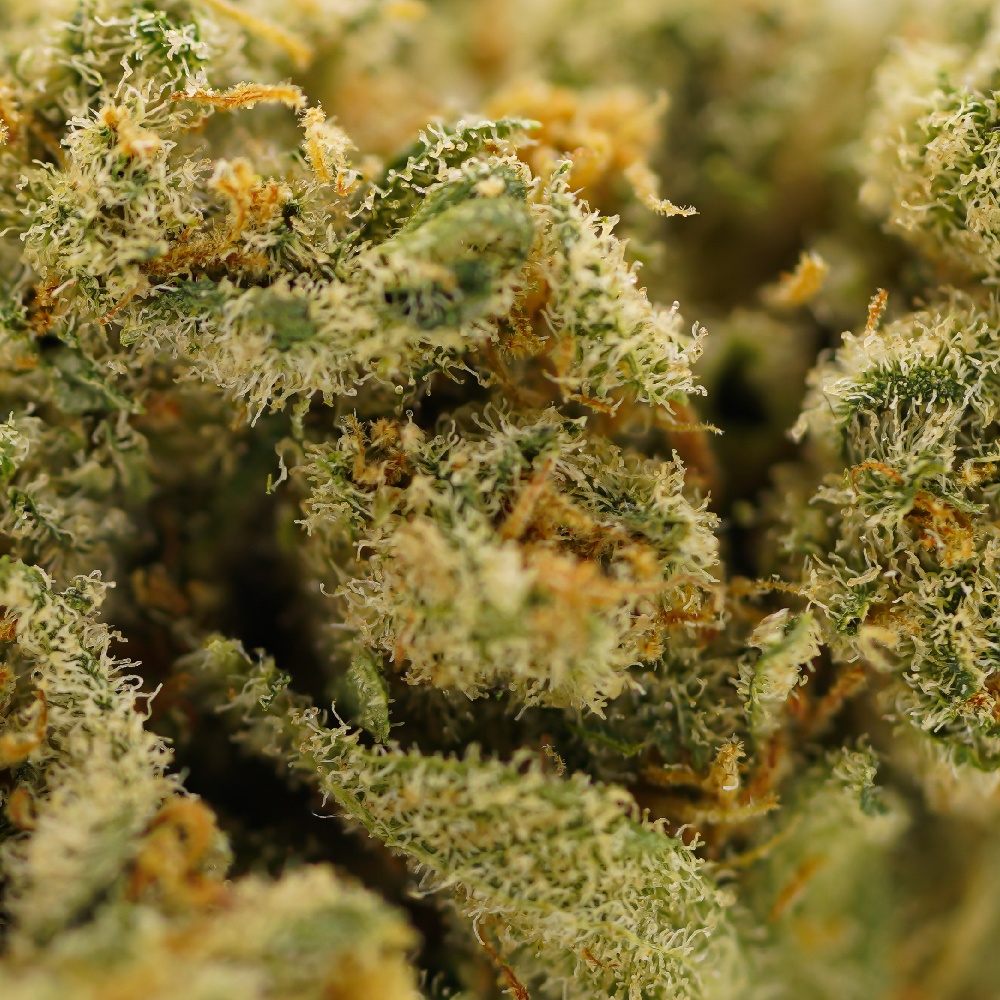 Purple Punch CBD 24%