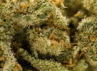 Purple Punch CBD 24%