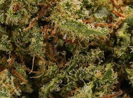 Gorilla Glue CBD 17%